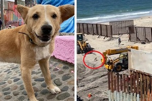 Deportan a “Oso”, el perrito que cruzó la frontera desde Tijuana por el ‘sueño americano’ - Noticiero Paraguay