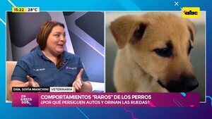 Video: ¿Por qué persiguen autos y orinan por las ruedas? - Ensiestados - ABC Color