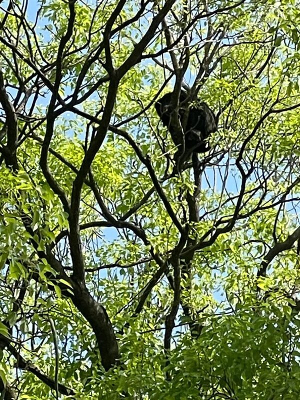 Carayá se escapó de los bomberos en Luque - Nacionales - ABC Color
