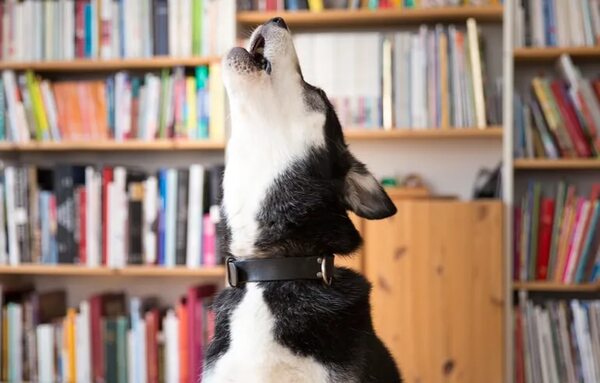 Perros y estrés de quedarse solo: ¿cómo cambiar esa conducta? - Mascotas - ABC Color