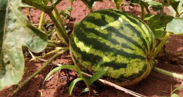 Capacitación sobre producción de sandía se desarrolló en Cordillera