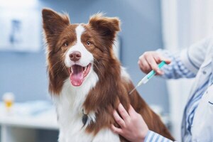 VACUNAR A LOS ANIMALES DOMÉSTICOS, LA MEJOR RECETA PARA PREVENIR LA RABIA