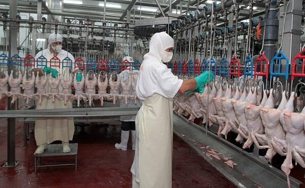 CONTROLES ANTICONTRABANDO PERMITIERON UNA RECUPERACIÓN DEL SECTOR AVÍCOLA NACIONAL
