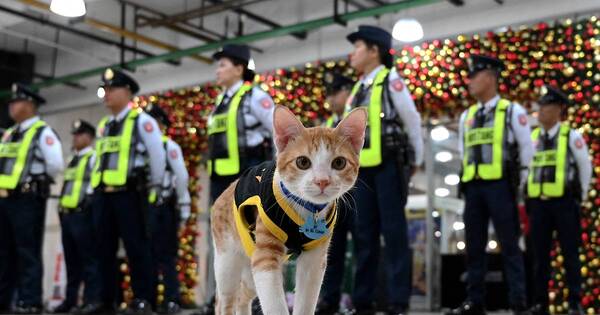 La Nación / Patrulla miau: los gatos que motivan a guardias filipinos