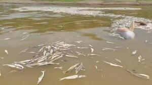 Hallan cerca de 110 delfines de río muertos en un lago de la Amazonía brasileña