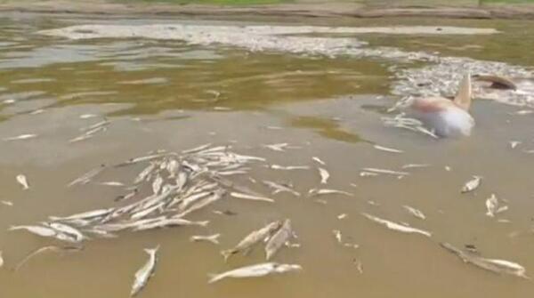 Hallan cerca de 110 delfines de río muertos en un lago de la Amazonía brasileña