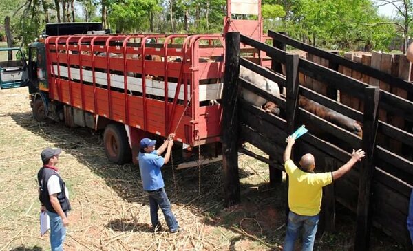 Estrepitosa caída en faena de ganado - Nacionales - ABC Color