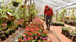 Cabañas, un rincón en Cordillera que siempre se viste de primavera