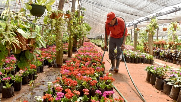 Cabañas, un rincón en Cordillera que siempre se viste de primavera