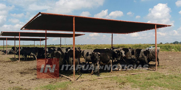 LEY DE BIENESTAR ANIMAL: SENACSA ADVIERTE QUE LA CRUELDAD ANIMAL ESTÁ PENADA - Itapúa Noticias