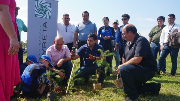 En busca de nueva reserva, plantan especie en peligro de extinción en 102 hectáreas de Itapúa