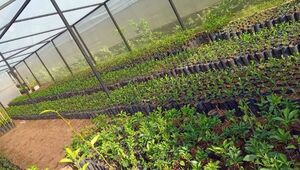 Vivero Morel se luce con su producción de frutales en Caacupé (los cítricos son los más requeridos)