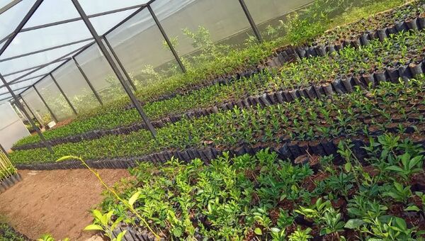 Vivero Morel se luce con su producción de frutales en Caacupé (los cítricos son los más requeridos)