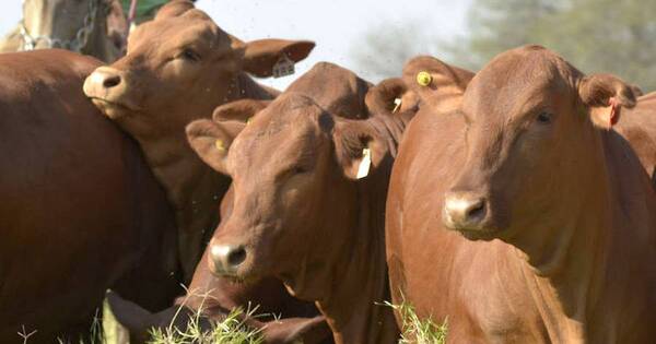 La Nación / Piden garantizar seguridad alimentaria en el Mercosur