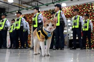 Conan, el gato agente de seguridad de Manila - Mascotas - ABC Color