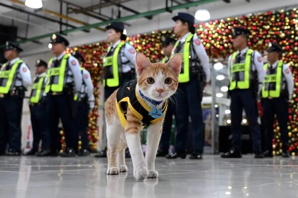 Conan, el gato agente de seguridad de Manila - Mascotas - ABC Color
