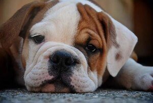 Los cachorros son más propensos a infectarse con el moquillo canino - Mascotas - ABC Color
