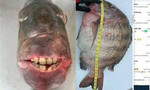La “selfie” del pescado “dientudo” más grande: “parece que tiene dientes de humano”