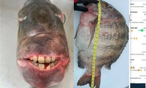 La “selfie” del pescado “dientudo” más grande: “parece que tiene dientes de humano”