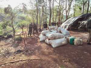 Desmantelan 38 campamentos e incautan más de 225 toneladas de marihuana | 1000 Noticias