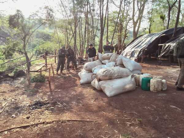 Desmantelan 38 campamentos e incautan más de 225 toneladas de marihuana | 1000 Noticias