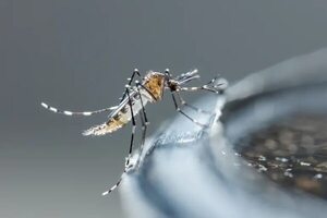 OMS recomienda la primera vacuna contra el dengue, cuya transmisión crece en Latinoamérica - Mundo - ABC Color
