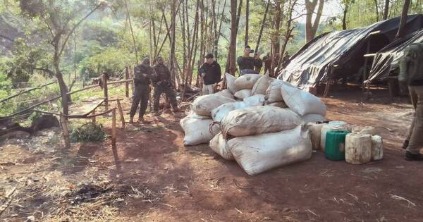 La Nación / Más de 225 toneladas de marihuana fueron sacadas de circulación en una semana