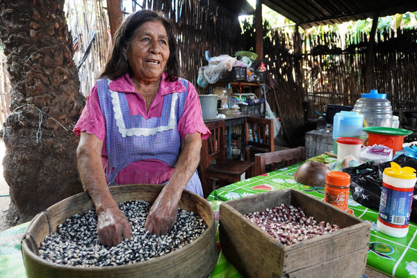 Campesinos del sur de México se organizan para defender al maíz del clima y transgénicos - MarketData