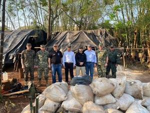 Destruyen 65 hectáreas de marihuana en Amambay