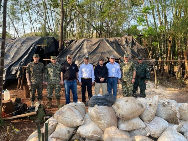 Destruyen 65 hectáreas de marihuana en Amambay