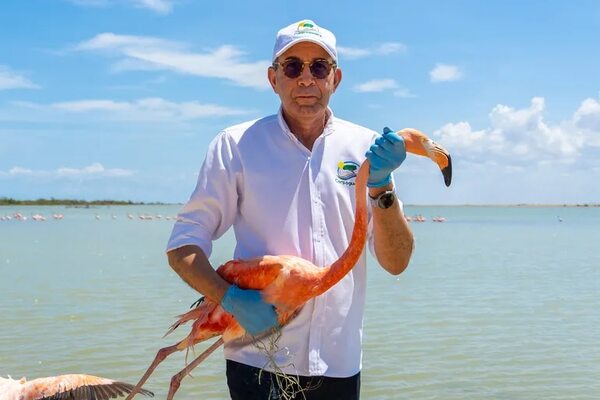 Liberan 18 flamencos rosados rescatados del tráfico de animales y del mascotismo - Mundo - ABC Color