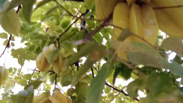 Plantó árboles frutales para los vecinos y los pajaritos