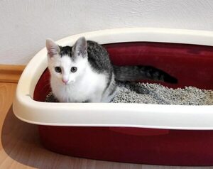 Mascotas: ¿Por qué mi gato orina fuera del arenero? - Mascotas - ABC Color
