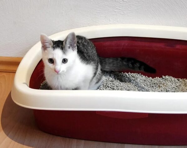 Mascotas: ¿Por qué mi gato orina fuera del arenero? - Mascotas - ABC Color