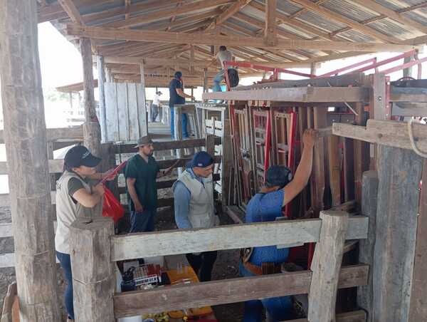 Diario HOY | Inicia toma de muestra en Itapúa para diagnóstico de brucelosis bovina