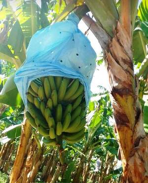 Productores de banana no cobran por las restricciones de Argentina - La Clave