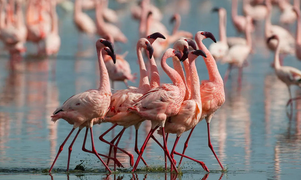 Colombia: Liberan 18 flamencos rosados rescatados del tráfico de animales y del mascotismo