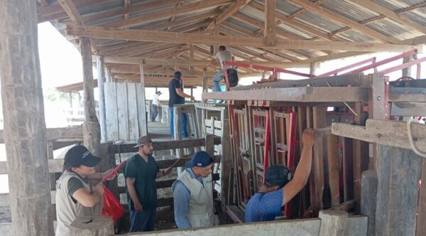 Inicia toma de muestra en Itapúa para diagnóstico de brucelosis bovina