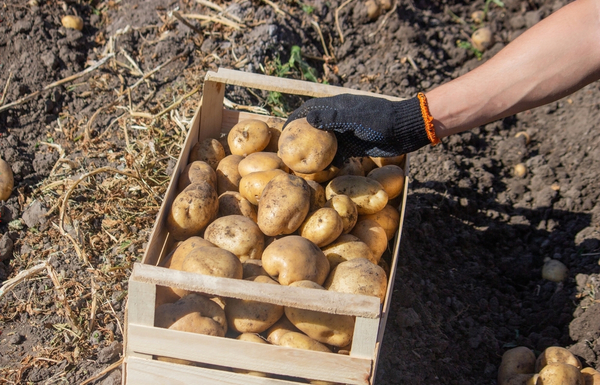 Productores nacionales de papa y cebolla lamentan que siga permeando ingreso extranjero