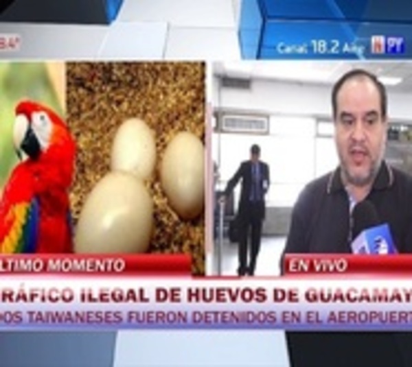 Caen taiwaneses por supuesto tráfico ilegal de huevos de guacamayo - Paraguay.com
