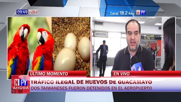 Detienen a taiwaneses por supuesto tráfico ilegal de huevos de guacamayo - Noticias Paraguay