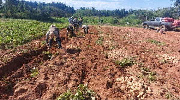 Productores nacionales de papa y cebolla lamentan que siga permeando ingreso extranjero
