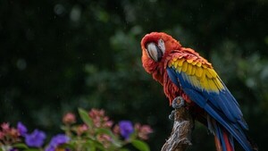 Detienen a dos taiwaneses con 40 huevos de guacamayo en el aeropuerto Silvio Pettirossi