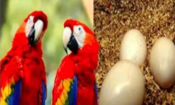 Caen taiwaneses en el aeropuerto por tráfico de huevos de guacamayos