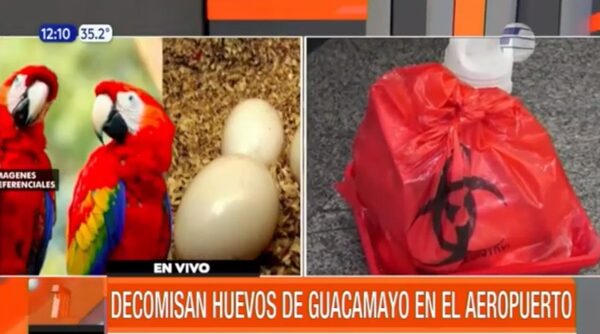 Decomisaron huevos de guacamayo en el aeropuerto | Telefuturo
