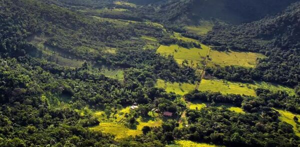 Paraguay se posiciona como l铆der regional en cr茅ditos de carbono - Revista PLUS
