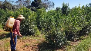 Investigación recomienda insecticidas a base de hongos en cultivos de yerba mate - Nacionales - ABC Color