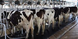 Precio de la leche en polvo entera suma tres subas consecutivas en Fonterra
