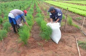 Fertilización en horticultura para mejores rendimientos - Economía - ABC Color