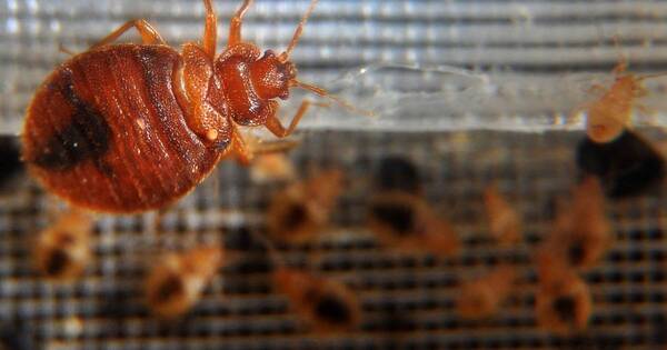 La Nación / Plaga de chinches asedia París